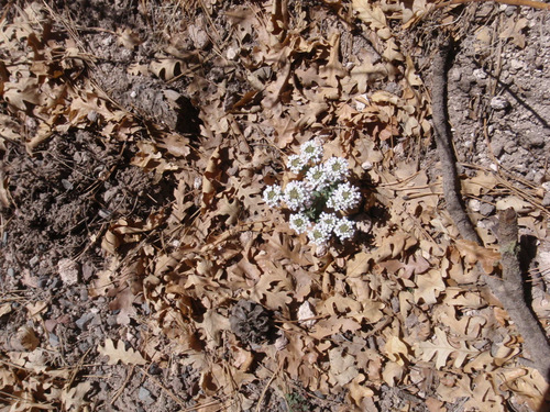 Our first notice of a wild flower.